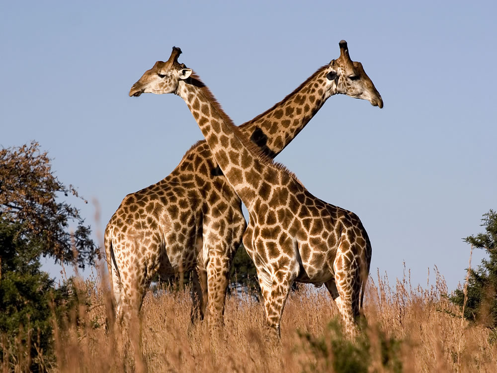Alla scoperta della Giraffa, l’animale più alto di tutti!
