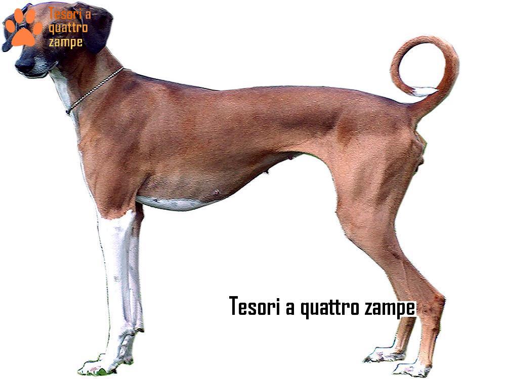 Alla scoperta dell’Azawakh