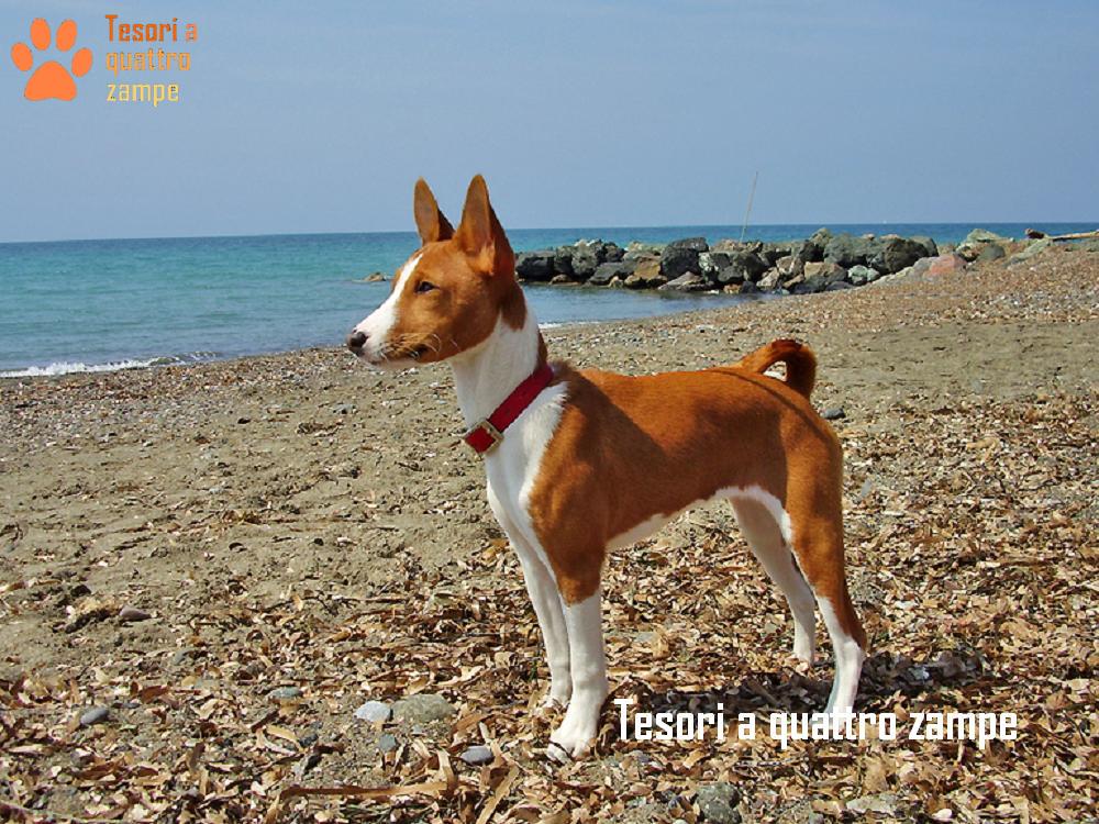 Alla scoperta del Basenji