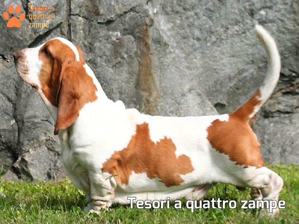 Alla scoperta del Basset Hound