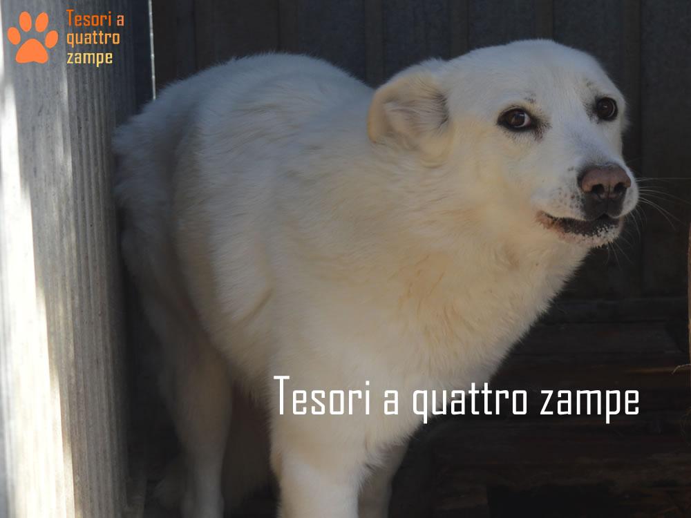 Se smarrisco il mio cane o gatto cosa devo fare? Piccolo vademecum