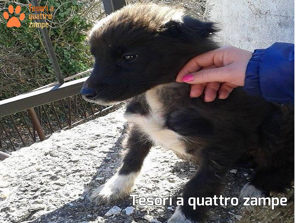 Charlie ha la mamma al canile e i fratelli già adottati. Ora è solo e cerca una famiglia