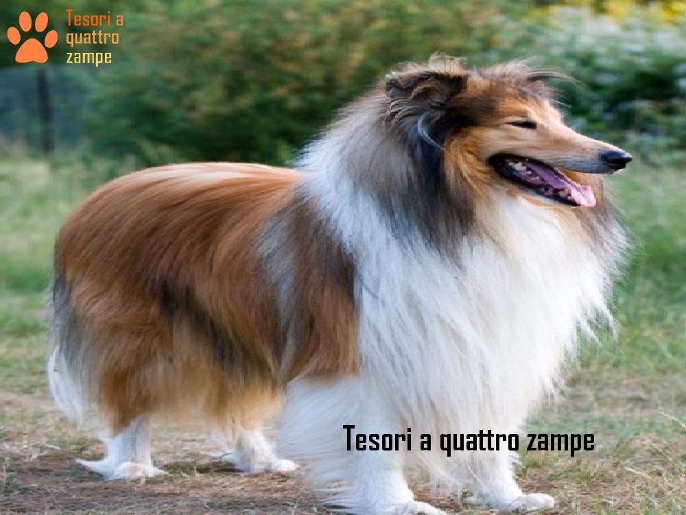 Alla scoperta del Cane da Pastore Scozzese a pelo duro (Collie)