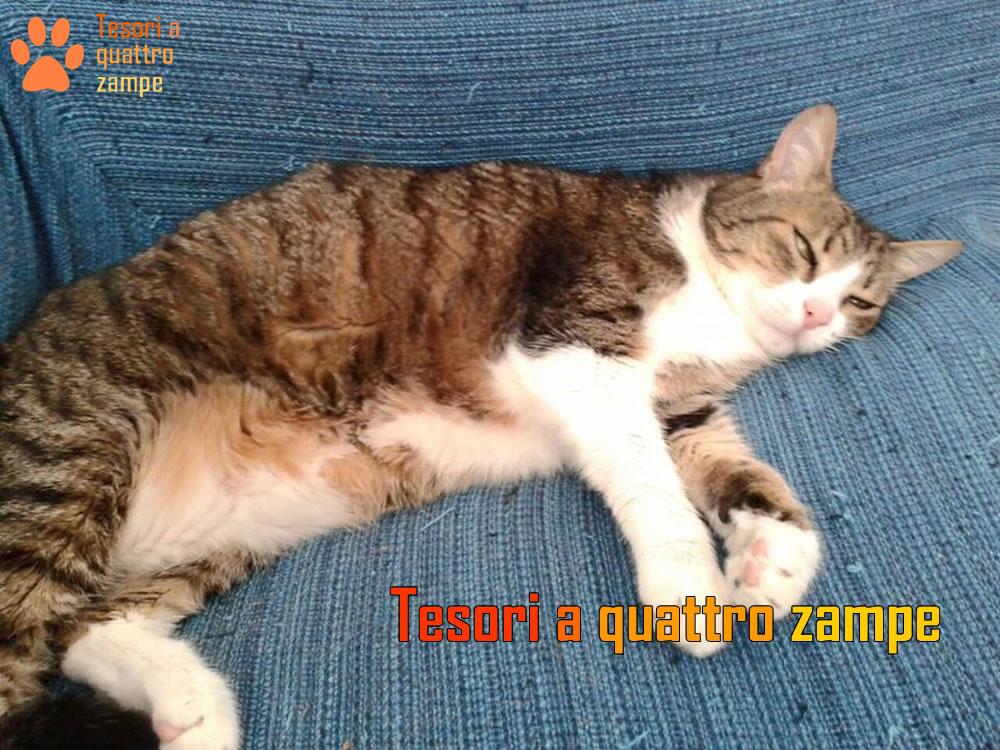 Kitty cerca un’adozione