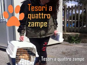 gatto_nello3