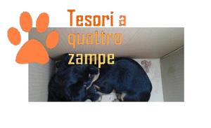 cane_coppia_rieti_scatolone_bis