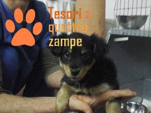 cane_cuccioli_rieti_scatolone.3jpg