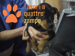 cane_cuccioli_rieti_scatolone2