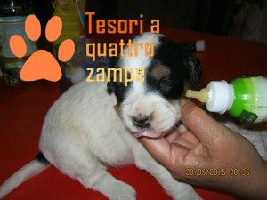 cane_cucciolo_poggio_nativo3