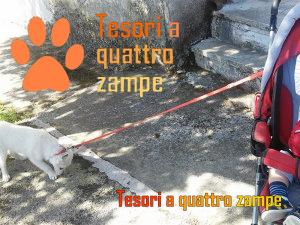 cane_fochino_iari2