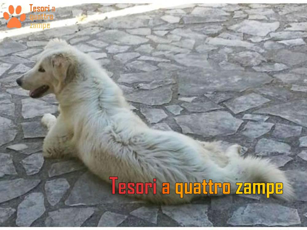 La bellissima maremmana Bianca è stata adottata