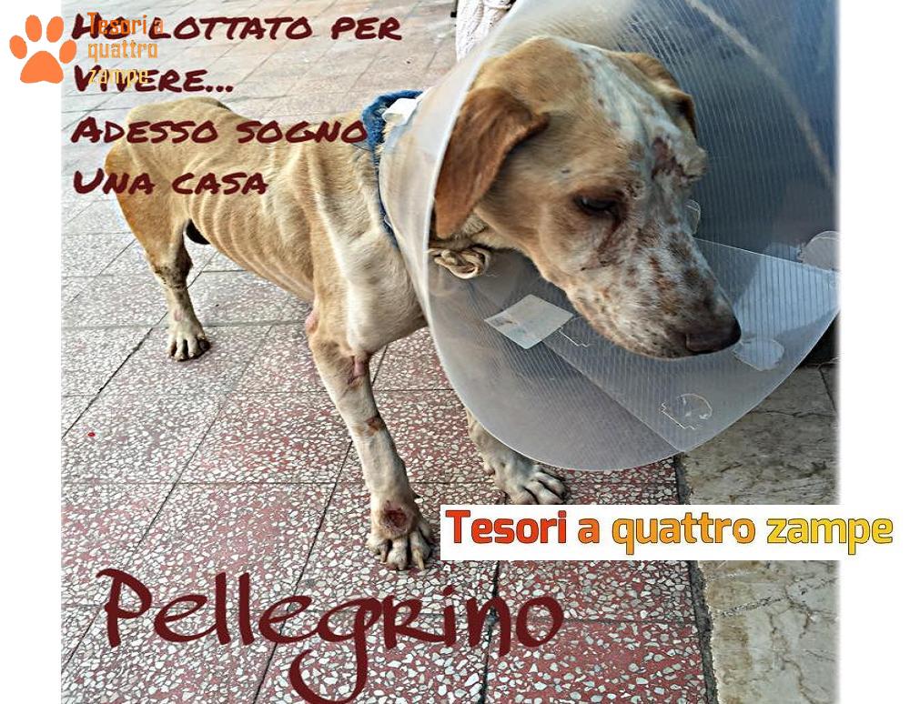 Pellegrino aveva spilli nella pancia. E’ stato salvato, cerca un’adozione.