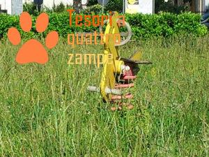 forasacchi7