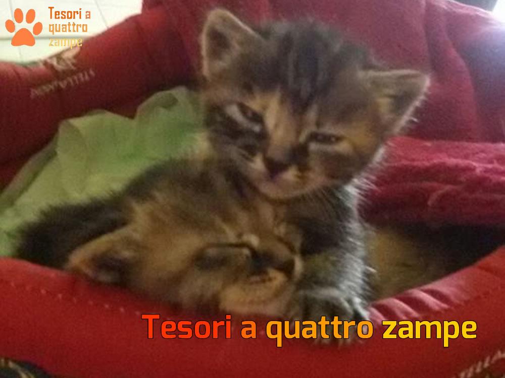 Due nuove gattine in cerca di una famiglia