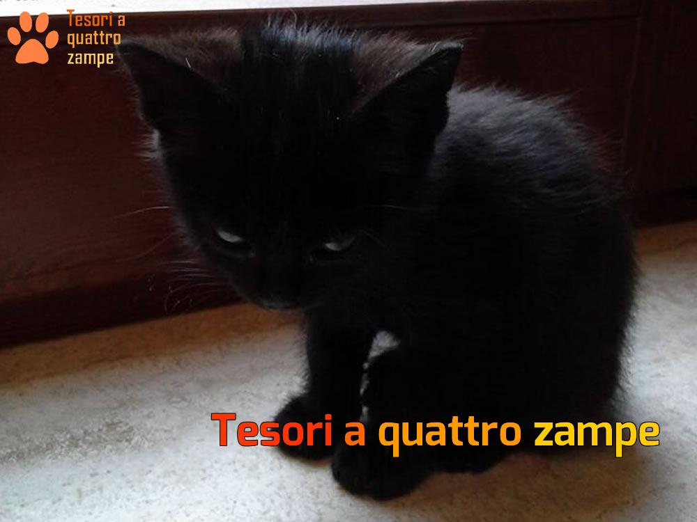 Trovata gattina che vagabondava sola per strada