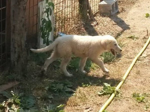 cane_bianco3