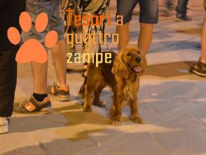 cane_notte_bianca2