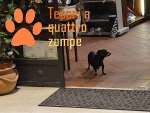 cane_notte_bianca3
