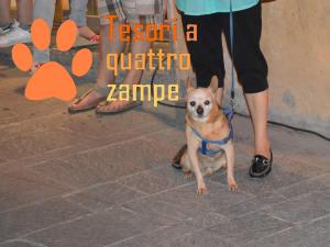 cane_notte_bianca4