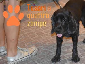 cane_notte_bianca5