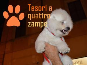 cane_notte_bianca6