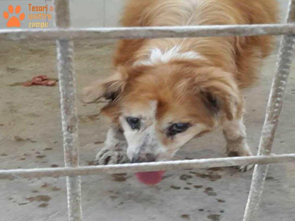 Paolino è chiuso in canile e per il caldo ha avuto un ictus. Liberiamolo, sta male! Stallo o adozione
