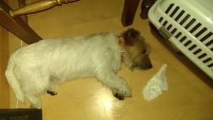 cane_piazza_tevere_simona_trauzzi2