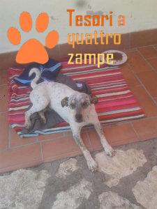 cane_ulmino5