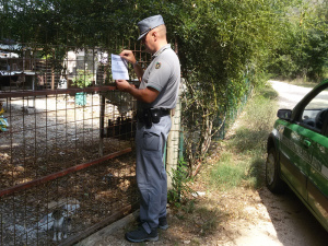 CFS_cinghiali2