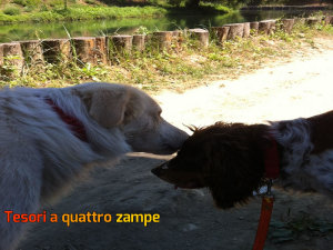 cane_amici_inseparabili_taqz2