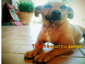 cane_cagnolina_simil_bassotto_raffaella