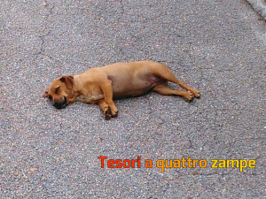 cane_cagnolina_simil_bassotto_raffaella3