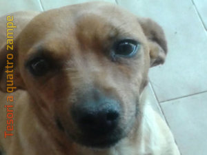 cane_cagnolina_simil_bassotto_raffaella4