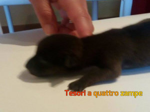 cane_cagnolino_immondizia_vivo2
