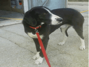 cane_cagnolone_canile_rieti_adf2