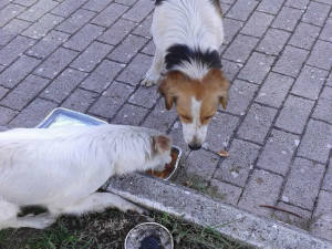cane_cani_campoloniano2