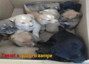 cane_cani_cuccioli_sanitario_adf2
