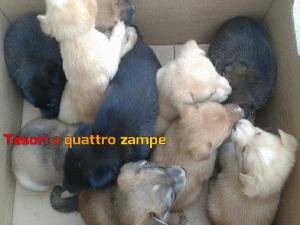 cane_cani_cuccioli_sanitario_adf3