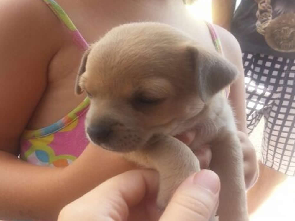 Cucciola Incrocio Chihuahua Jack Russel Cerca Una Famiglia