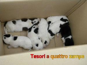 cane_cuccioli_basilicata