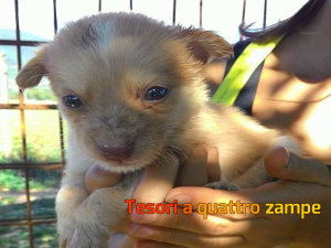 cane_kitty_adf2