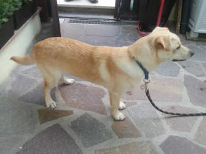 cane_maglianello_alto
