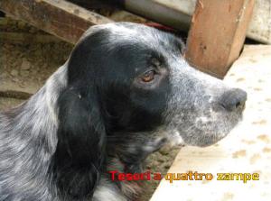 cane_mamma_basilicata