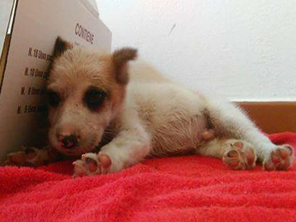 Seviziato e mutilato, la sofferenza di questo cagnolino non ha nome