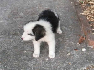 cane_palla_di_peli2