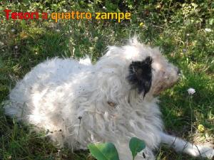 cane_piani_poggio_fidoni2