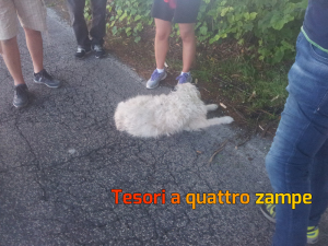 cane_piani_poggio_fidoni_carabinieri2