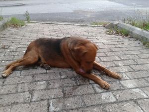 cane_raffy_campoloniano