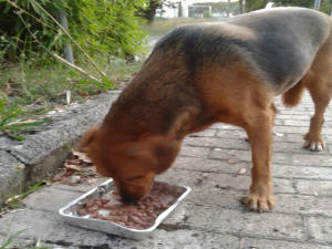 cane_raffy_campoloniano3