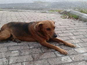 cane_raffy_campoloniano4